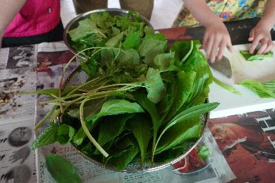 公園で集めた山菜