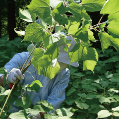 （イメージ）植物の繊維でコースターをつくろう